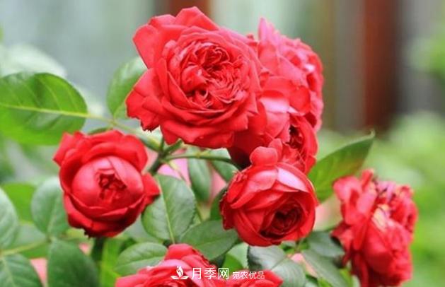 月季为什么老是死掉养不活?十大护身符赶紧拿走用(图4) 月季为什么老是死掉养不活?十大护身符赶紧拿走用(图4)