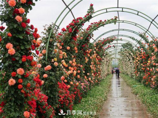 陕西渭南韩城： 把月季做成产业(图1)
