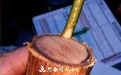 月季嫁接多久算成活？(图2)