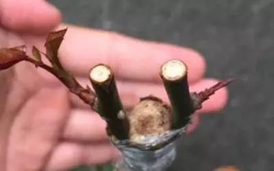 月季嫁接多久算成活？(图3)