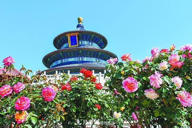 北京月季惊艳！250公里月季项链环绕京城(图2)