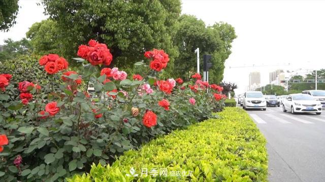 记录第十届中国月季展览会在安徽阜阳举办(图3)