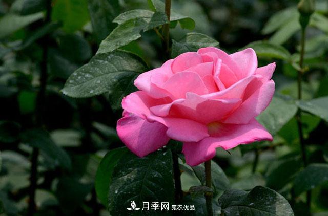 月季换盆知识干货，快收藏(图1)