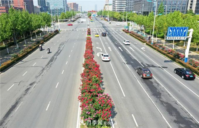 合肥高新区月季大道华丽亮相，你打卡了吗？(图1)