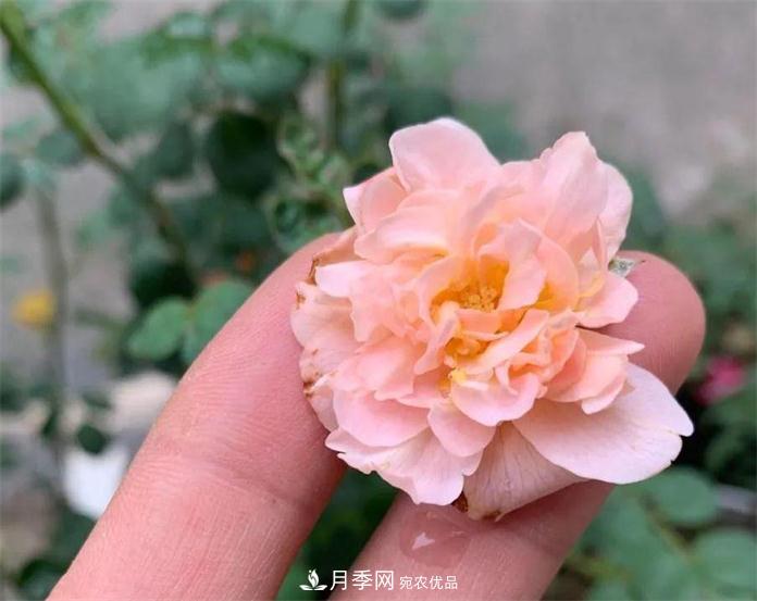 夏天月季需要遮阴吗？(图3)