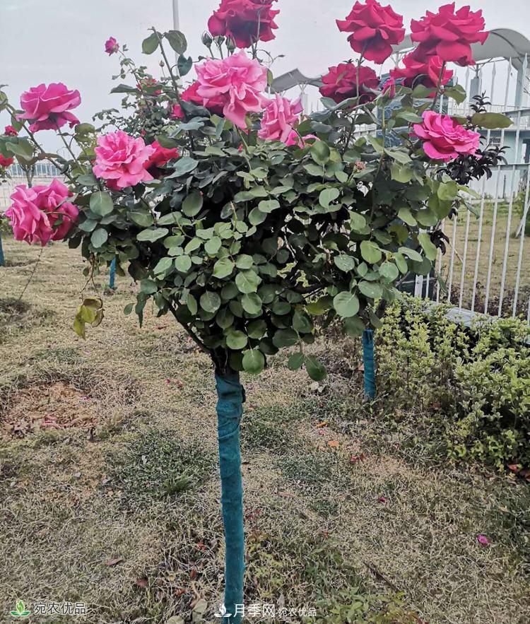 郑州月季树基地_郑州月季_树状月季批发和价格(图4) 郑州月季树基地_郑州月季_树状月季批发和价格(图4)