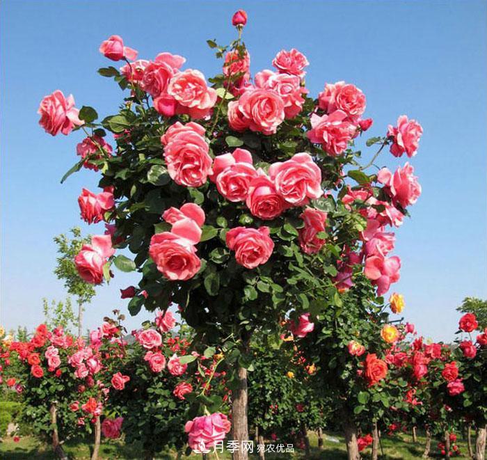 多种选择，树状月季用什么树做树桩比较好？(图3)