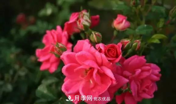 苗木工程人必看，六大品种类型月季在园林绿化中的运用！(图6)