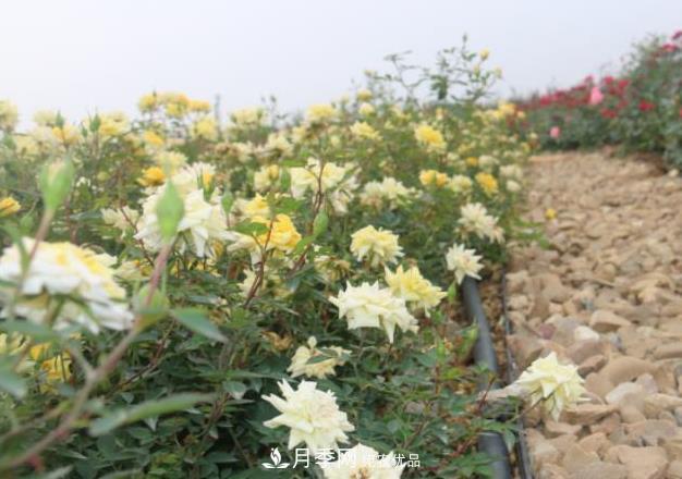 苗木工程人必看，六大品种类型月季在园林绿化中的运用！(图4)