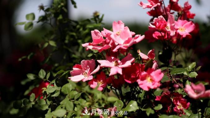 初夏，于山东梁山县滨河大道邂逅月季花海(图1)