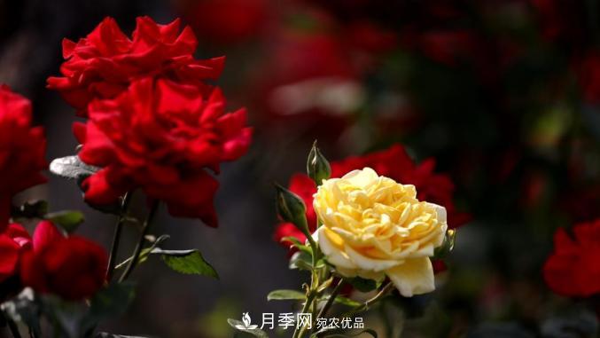 初夏，于山东梁山县滨河大道邂逅月季花海(图5)