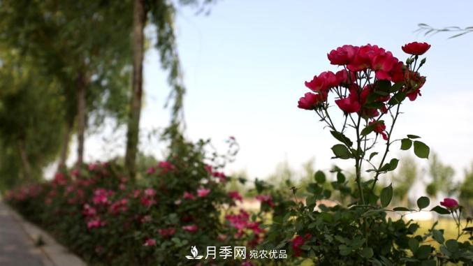 初夏，于山东梁山县滨河大道邂逅月季花海(图9)