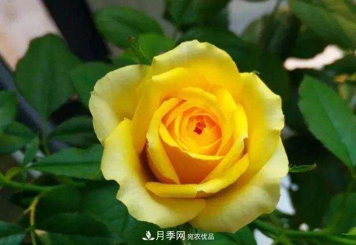 名贵月季十大品种，你养过哪几种？(图1)