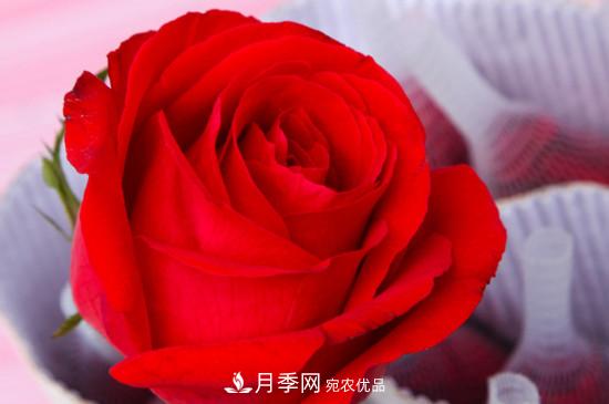 卡罗拉是玫瑰还是月季？(图2)