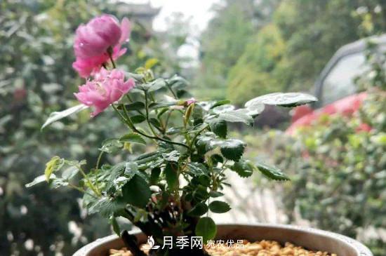 带土球发货的月季要怎么栽种？(图2)