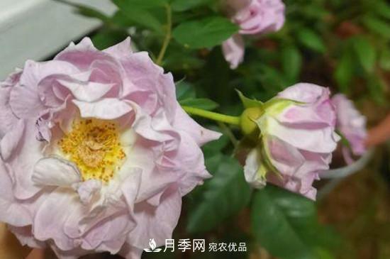 养护修剪月季，剪花从哪剪？(图1)