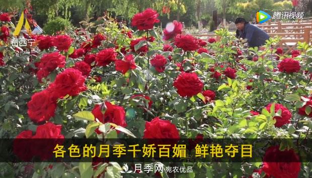 青海西宁第七届月季展，北山美丽园20多万株月季盛开！(图2)