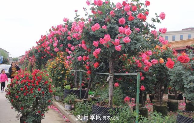 怎么养护好月季树？做好这几点，开花朵朵不倒伏(图3)