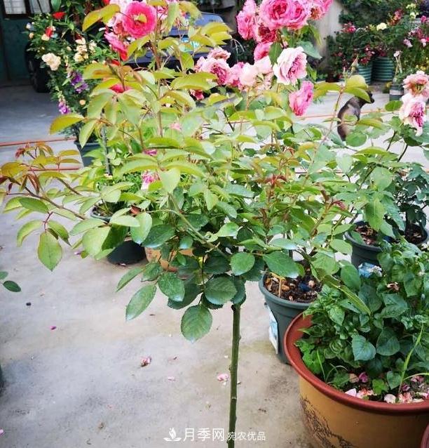 月季树怎么长成的？这个快速成型技巧，不学亏大了(图5)