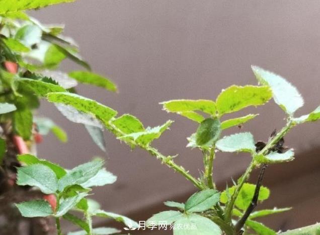 夏季一下完雨,蚜虫就爬上月季,想要消灭它,赶紧看这里(图1) 夏季一下完雨,蚜虫就爬上月季,想要消灭它,赶紧看这里(图1)