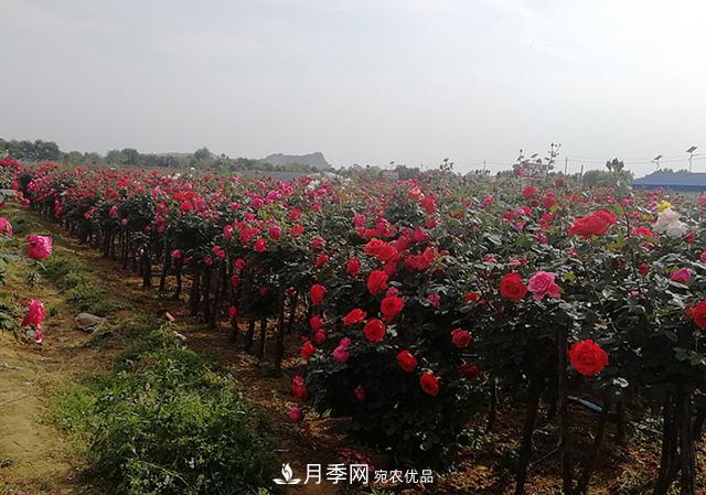 树状月季最新批发价格！风靡高端月季市场的月季树好在呢？(图3)