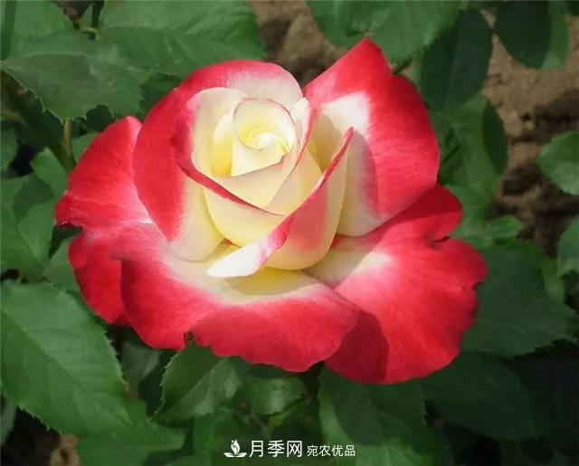 这几款月季品种，你可能听都没听说过！(图1)