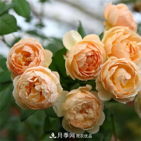 8款好闻好养的月季花，香气浓郁开花满屋香(图1)