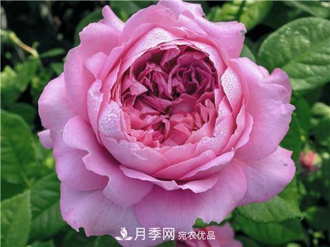 8款好闻好养的月季花，香气浓郁开花满屋香(图4)