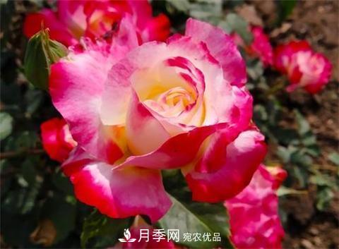 8款好闻好养的月季花，香气浓郁开花满屋香(图8)