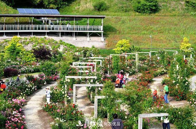 走进世界最大月季园，近7000个品种，30000棵月季……(图15)