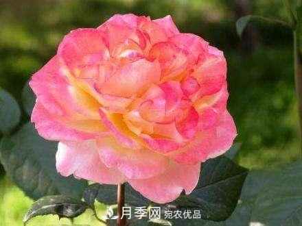 审美观不同，哪些月季花品种是花友公认必备的？(图2)