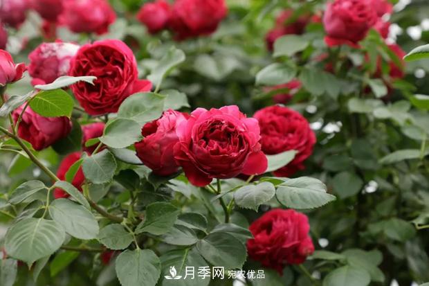 藤本月季和树状月季的小知识与品种(图1)