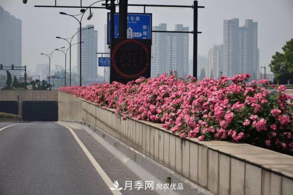 率先高架月季应用，专访杭州高架月季“幕后功臣”(图1)