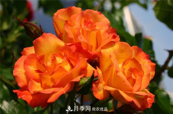 爬藤月季什么品种最美？十大爬藤月季排名(图5)