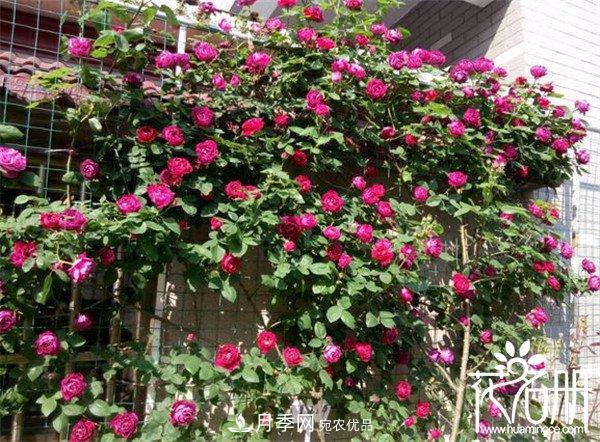爬藤月季什么品种最美？十大爬藤月季排名(图9)