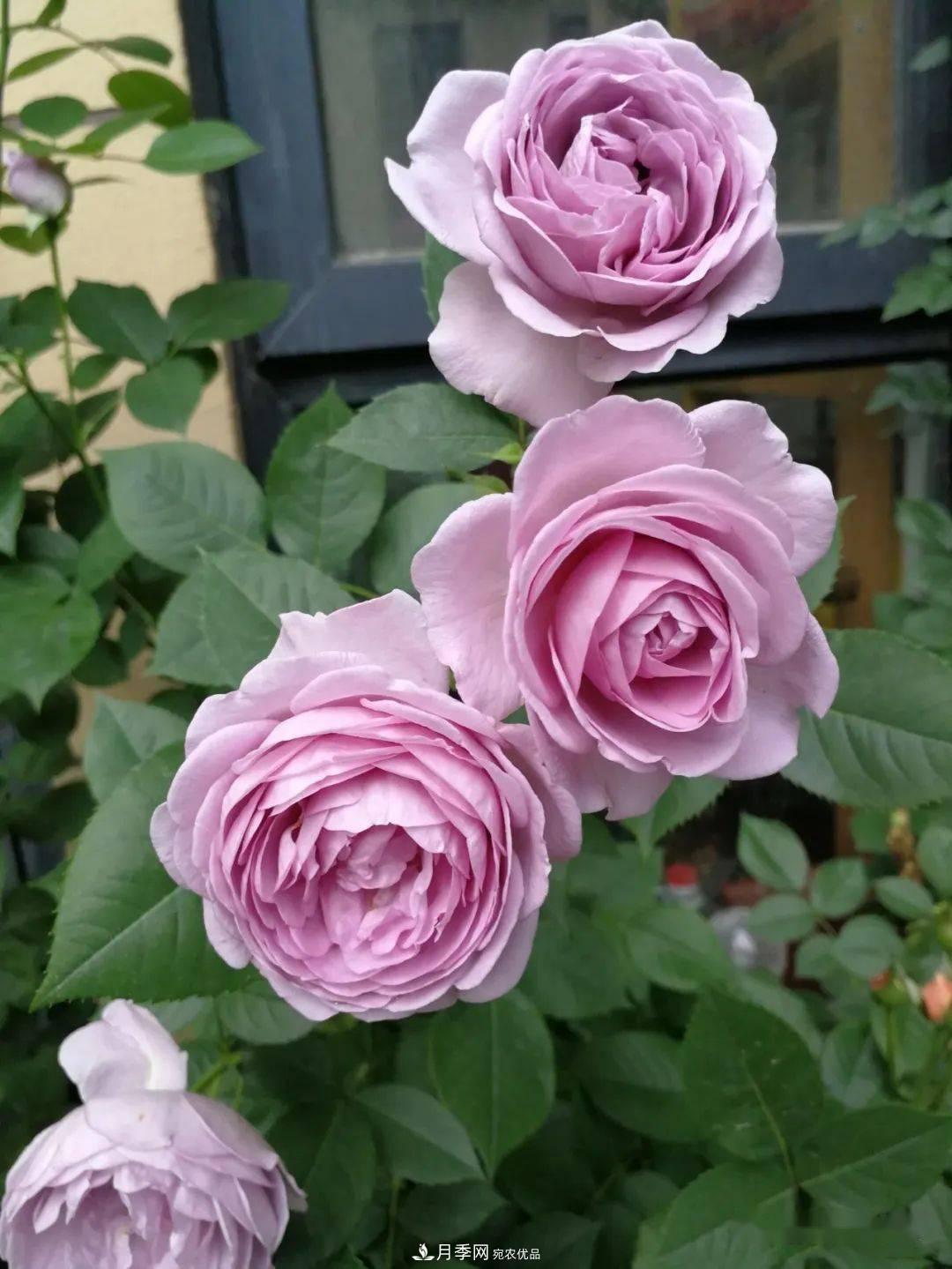 5种蓝色网红月季，你见过几种？(图1)