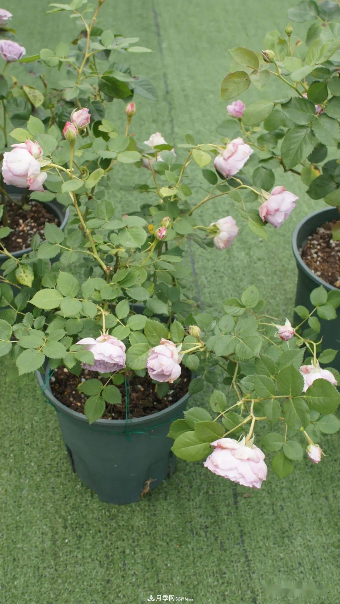 5种蓝色网红月季，你见过几种？(图10)
