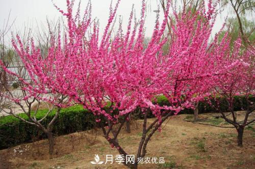 北方种植哪些开花的苗木、花卉比较适合？(图2)
