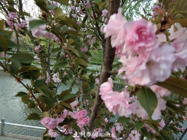 北方种植哪些开花的苗木、花卉比较适合？(图1)