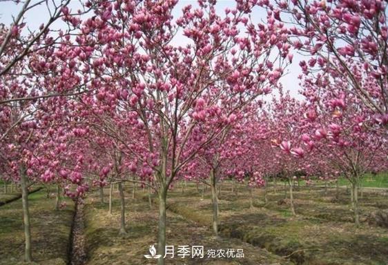 南召县皇后乡念好玉兰花卉苗木财富经(图3)