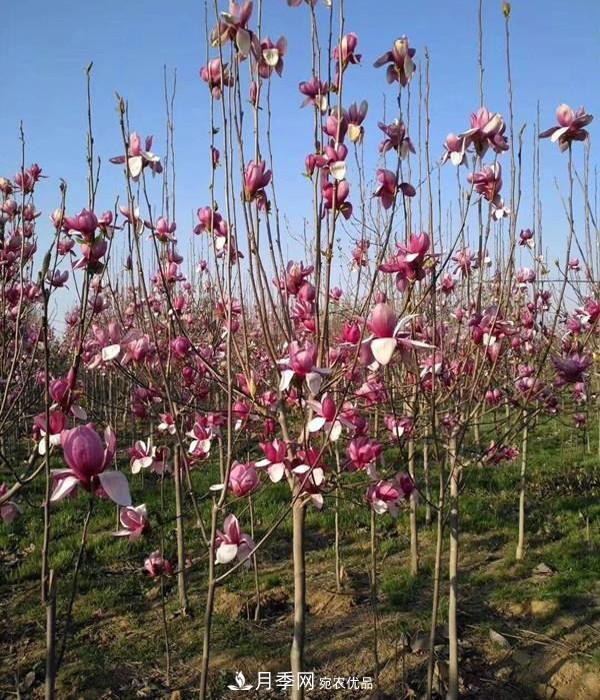 紫玉兰树到底是灌木还是小乔木？(图1)