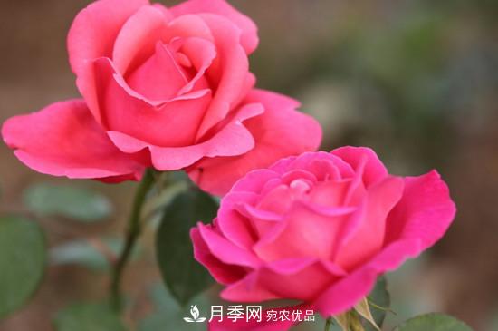 为什么南阳月季老根便宜？(图1)