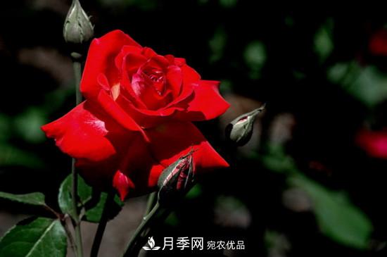 为什么南阳月季老根便宜？(图2)