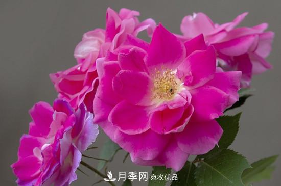 为什么南阳月季老根便宜？(图3)