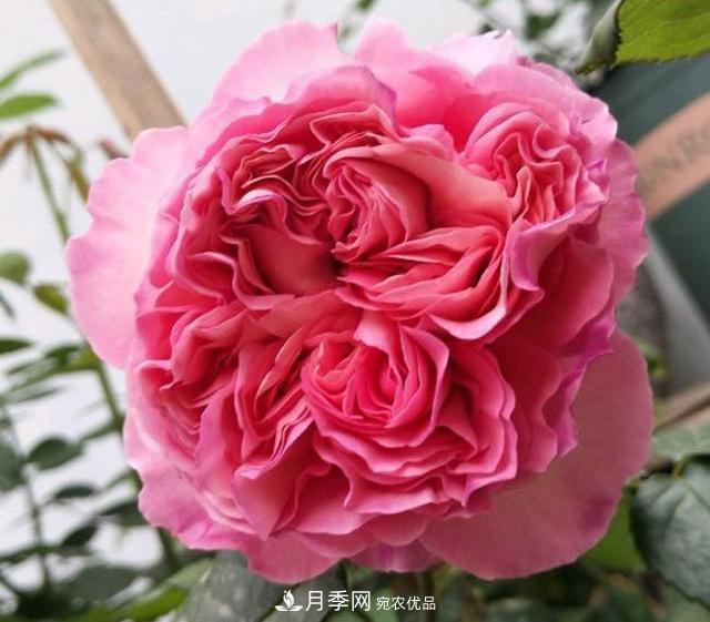 破晓月季会变色，三天一变身，糖果色花瓣温婉可人(图2)