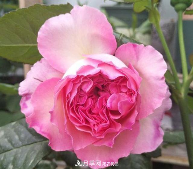 破晓月季会变色，三天一变身，糖果色花瓣温婉可人(图3)