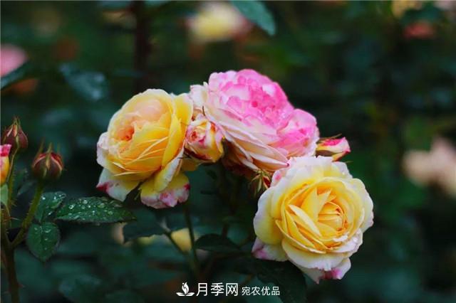 南方花友，您的月季打顶摘心了吗？明年开得才更猛(图1)