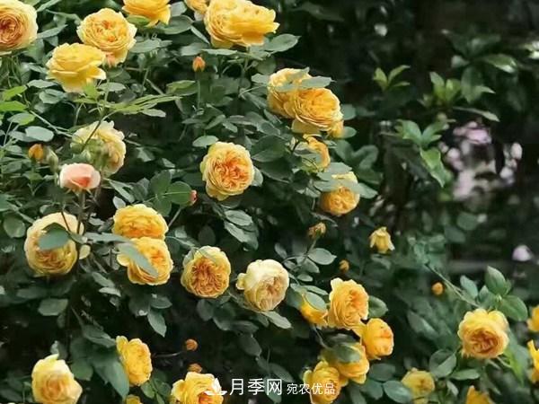 藤本月季栽植养护技术大全(图2)