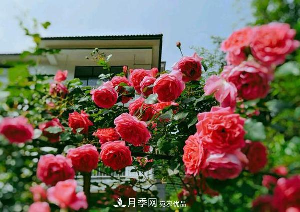 藤本月季和树状月季知识介绍(图1)
