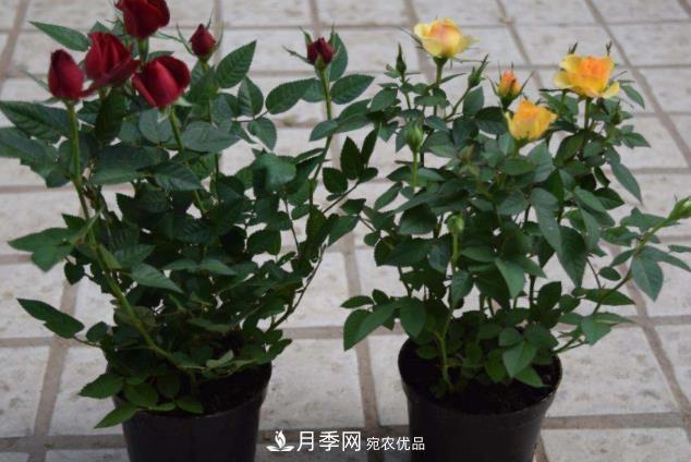 夏天月季花小又不香，5种情况看一看，您家属于哪一种？(图5)
